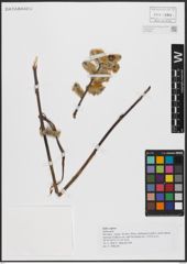 Foto von Salix caprea L.